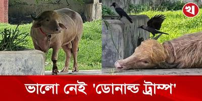 মেকাপ ও যত্নের অভাবে রুপ লাবণ্য হারিয়ে বিমর্ষ ট্রাম্প